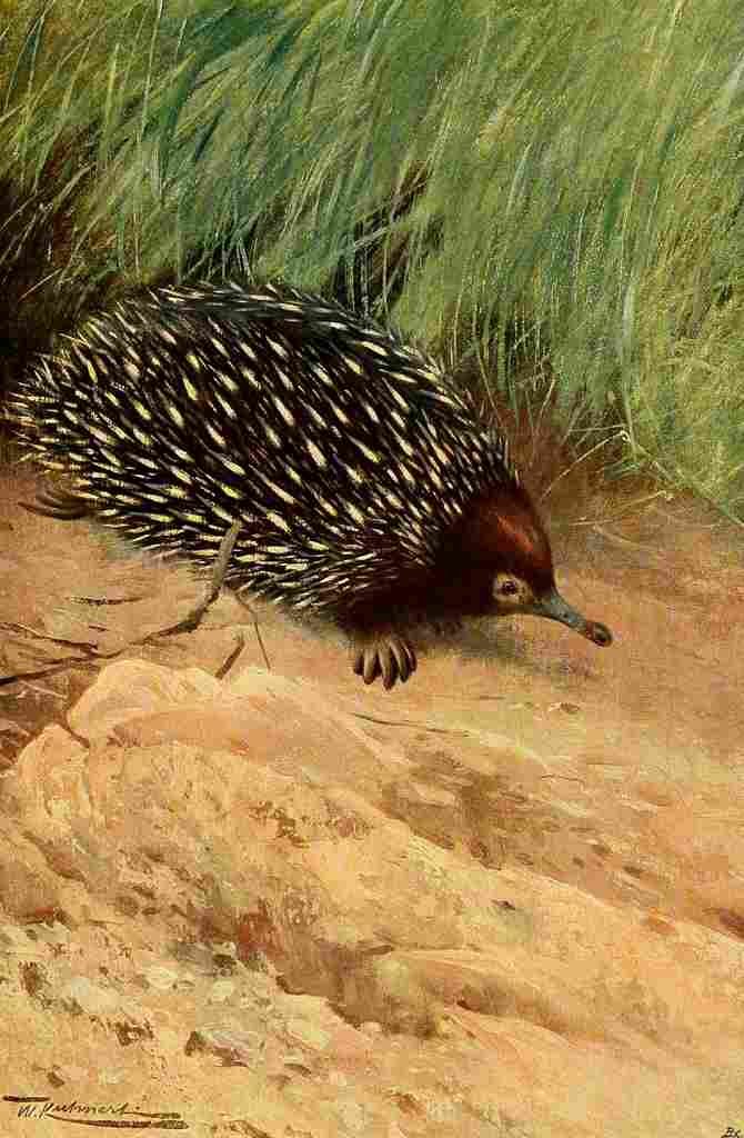 Kuhnert Friedrich Wilhelm 1916 v3 Spiny Ant eater A4 Photo Print