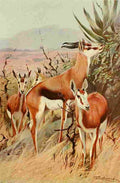 Kuhnert Friedrich Wilhelm 1916 v3 Springbok A4 Photo Print