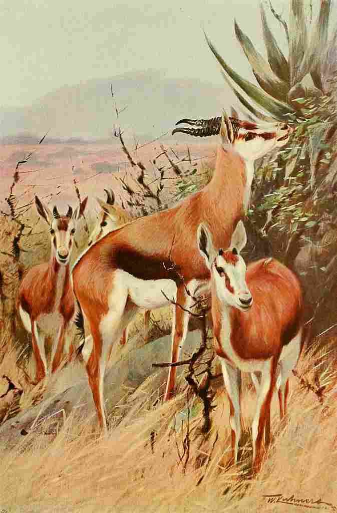 Kuhnert Friedrich Wilhelm 1916 v3 Springbok A4 Photo Print