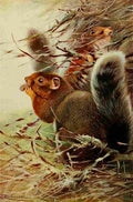 Kuhnert Friedrich Wilhelm 1916 v3 St Paul Squirrel A4 Photo Print