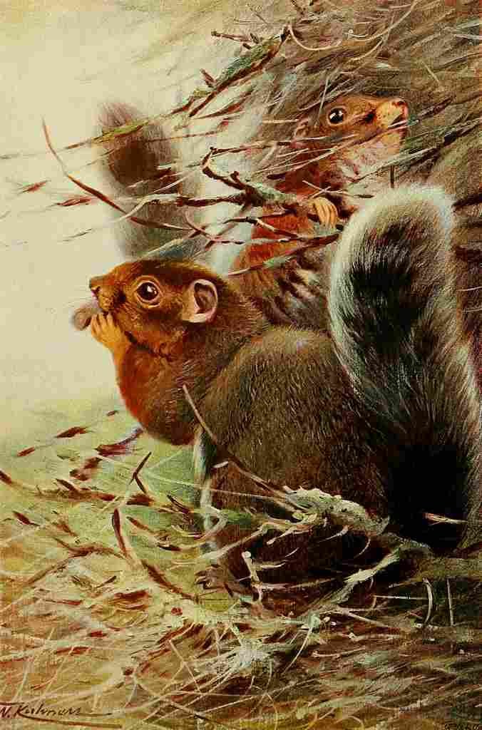 Kuhnert Friedrich Wilhelm 1916 v3 St Paul Squirrel A4 Photo Print