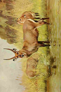 Kuhnert Friedrich Wilhelm 1916 v3 Waterbuck A4 Photo Print