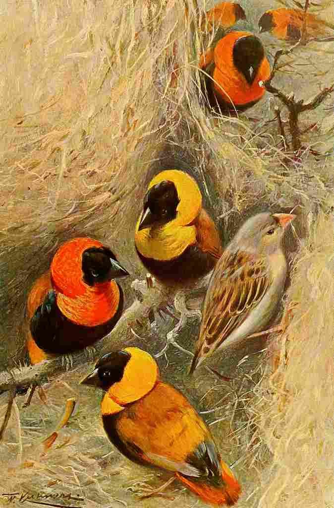 Kuhnert Friedrich Wilhelm 1916 v3 Weaver Birds A4 Photo Print