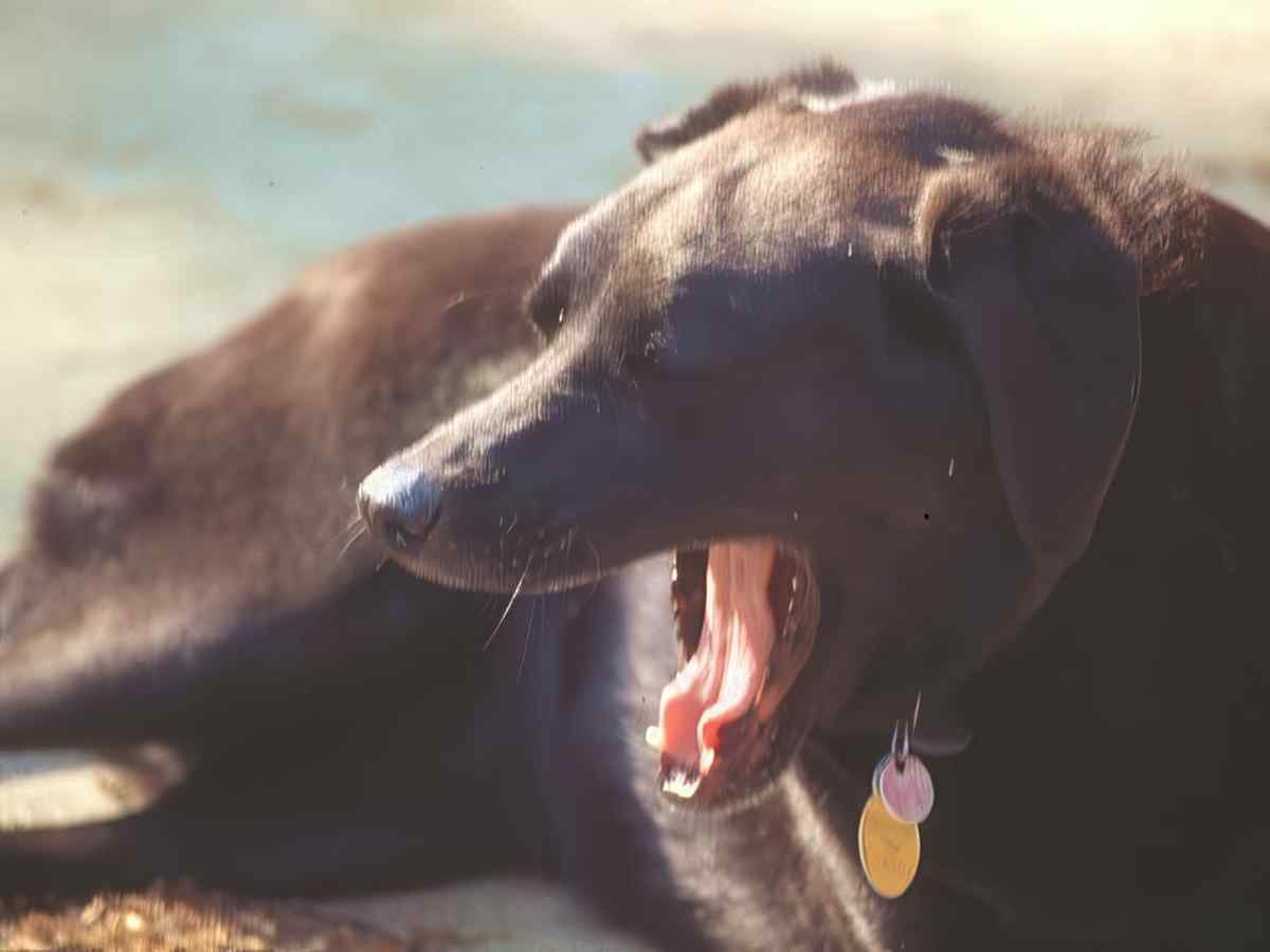 Labrador Buddy Beach A4 Photo Print