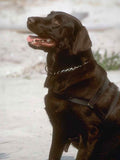 Labrador Dog Collar A4 Photo Print