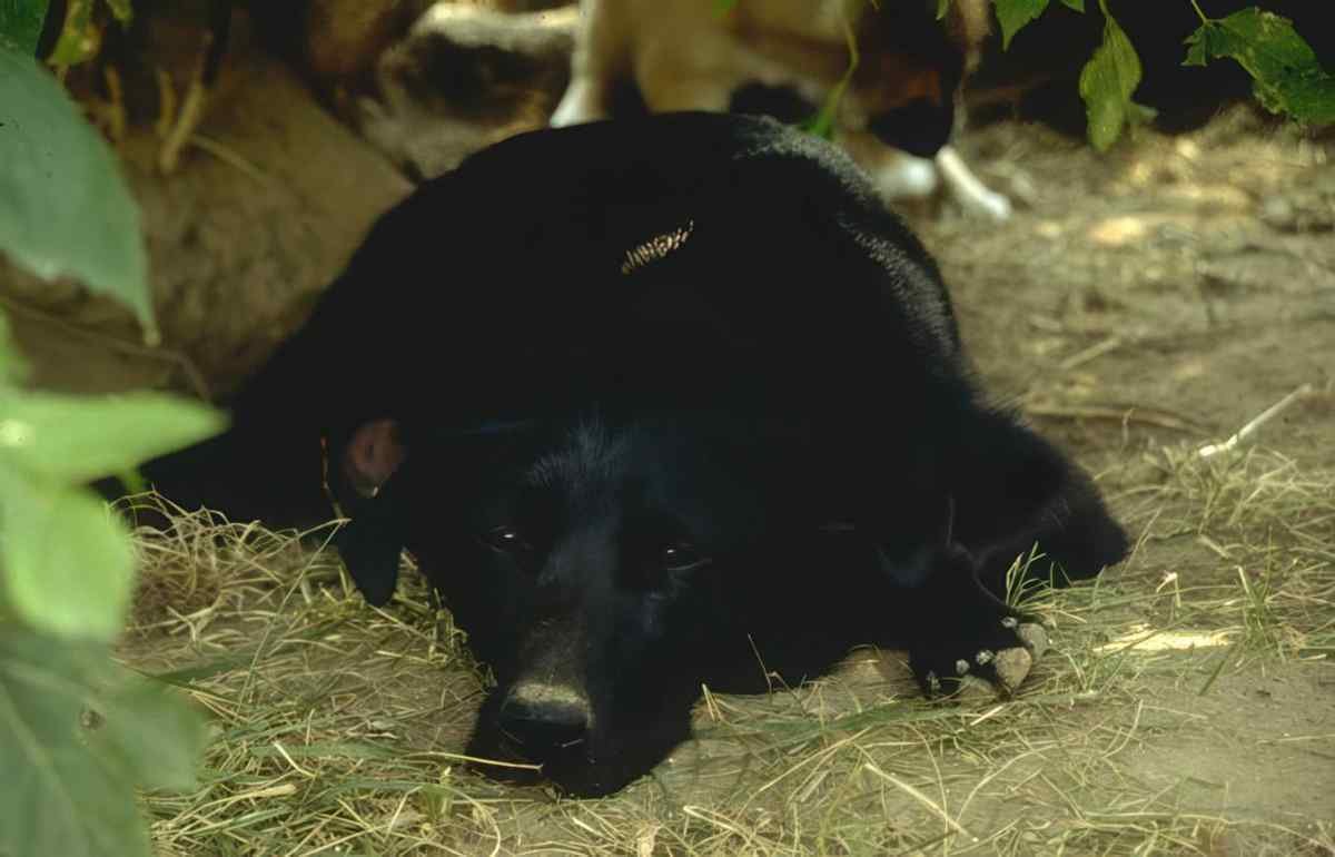 Labrador Retriever 1998 A4 Photo Print