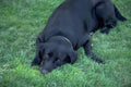 Labrador Retriever Grass A4 Photo Print