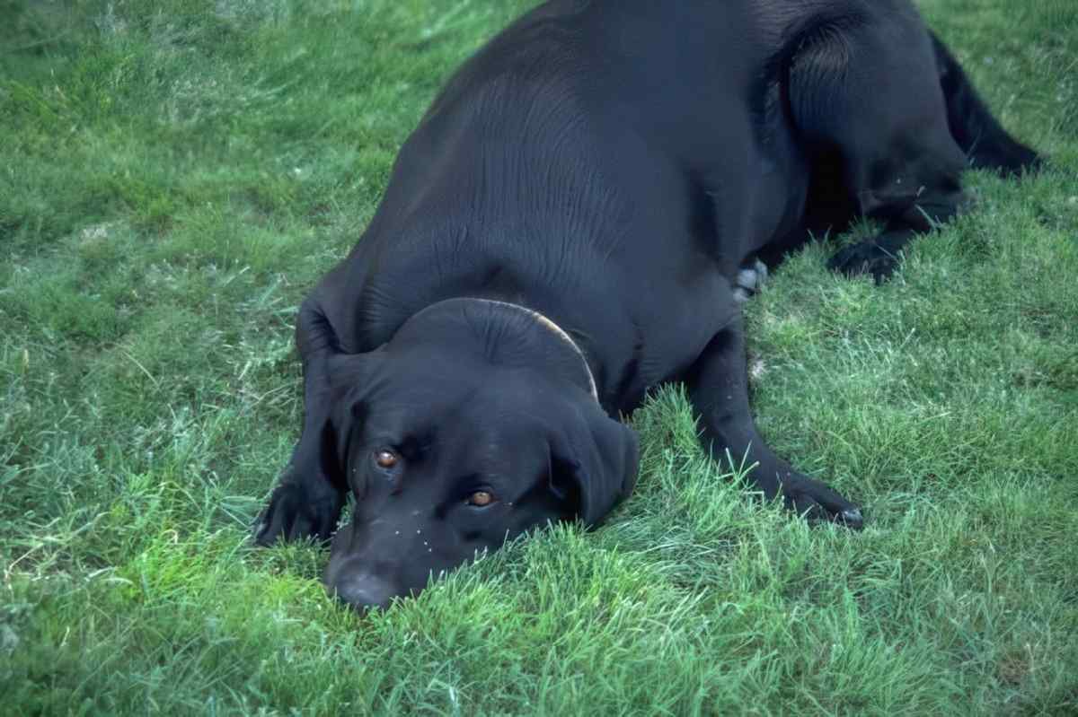 Labrador Retriever Grass A4 Photo Print