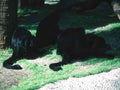 Labrador Retrievers Path A4 Photo Print