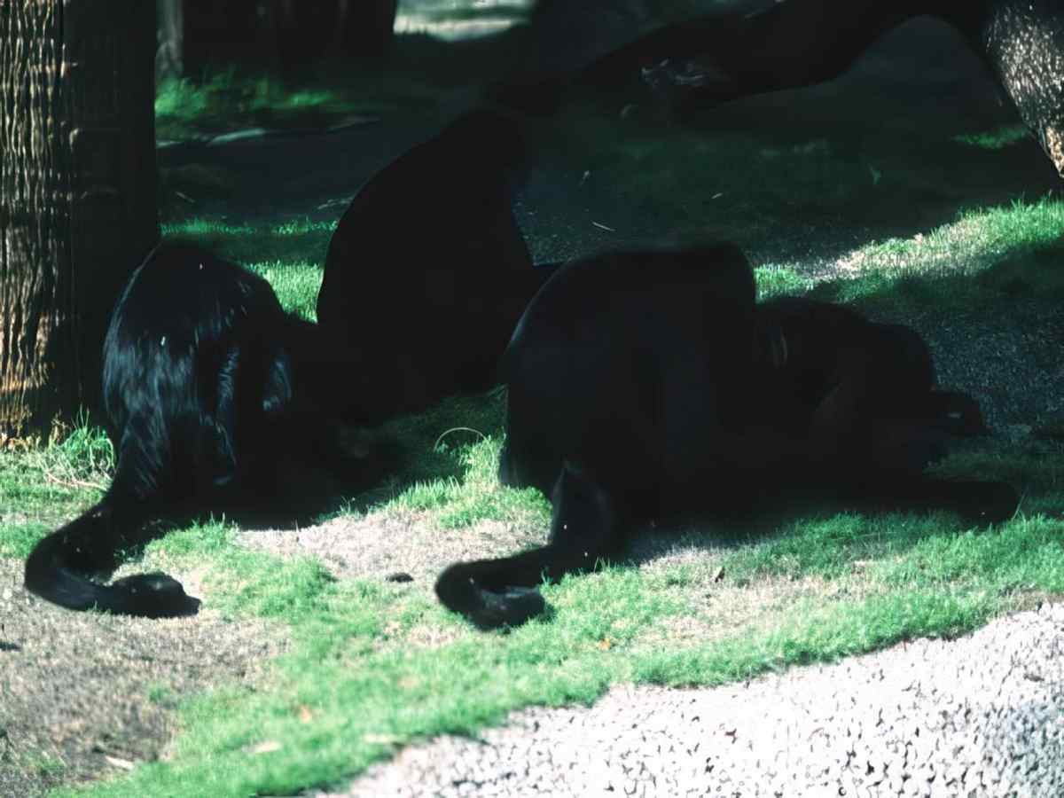 Labrador Retrievers Path A4 Photo Print