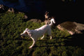 Labrador Running Ball A4 Photo Print