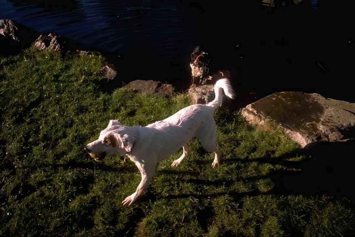 Labrador Running Ball A4 Photo Print