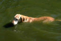 Labrador Swimming Stick A4 Photo Print