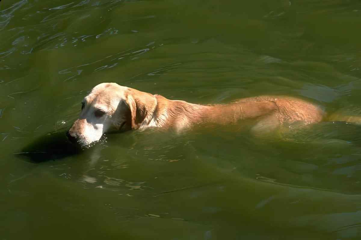 Labrador Swimming Stick A4 Photo Print