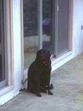 Labrador Wall Window A4 Photo Print