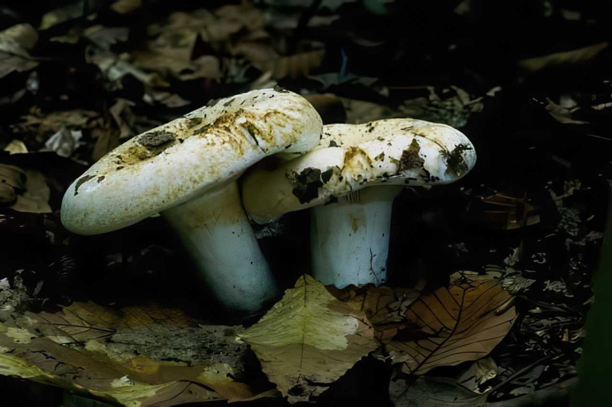 Lactarius Deliciosus Mushrooms A4 Photo Print