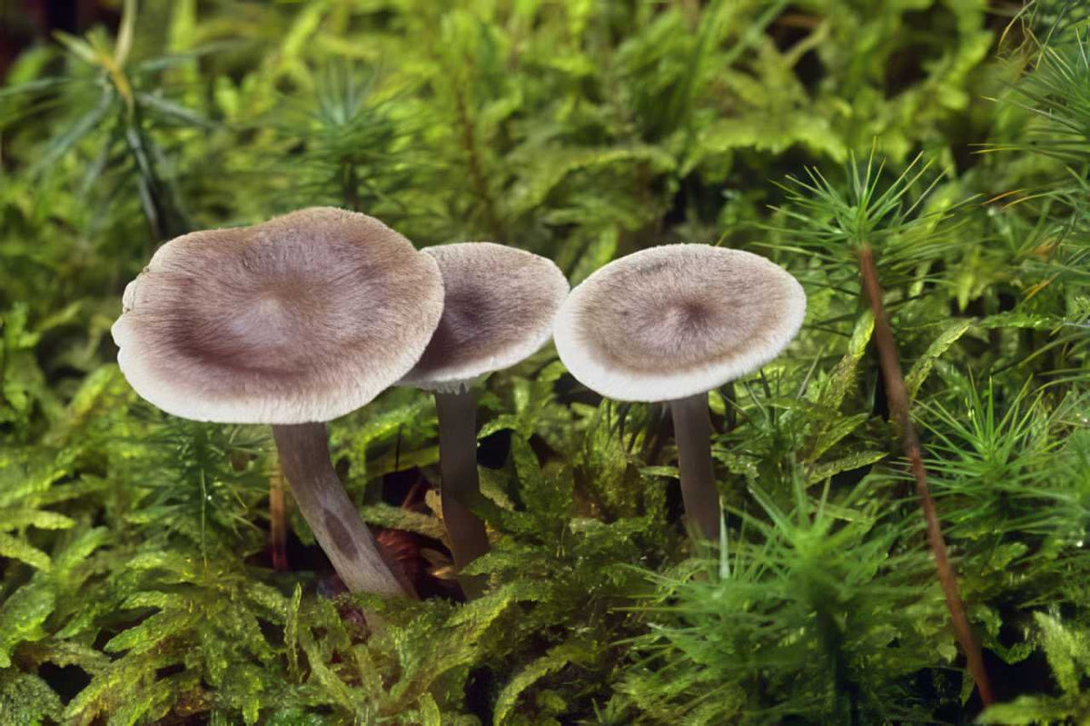 Lactarius Rufous Mushrooms A4 Photo Print