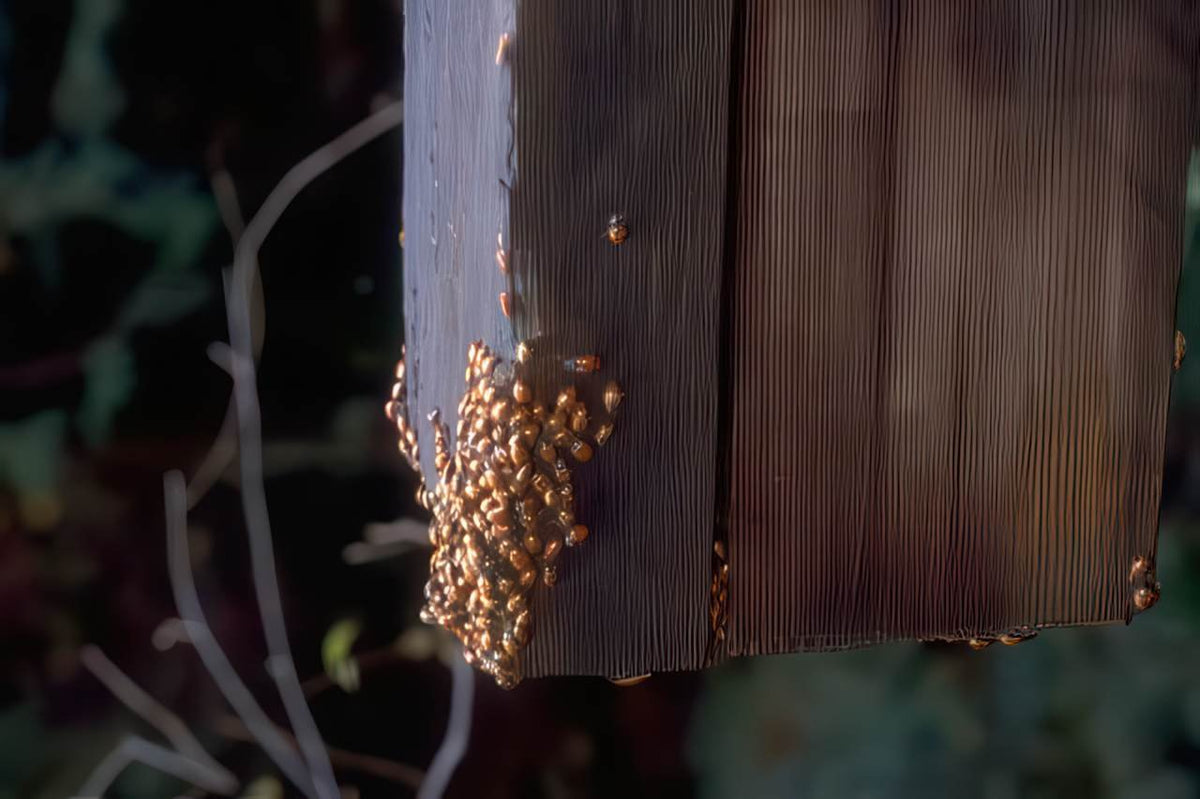 Ladybug Cluster Wood A4 Photo Print
