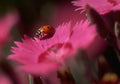 Ladybug Wildflower Dianthus A4 Photo Print