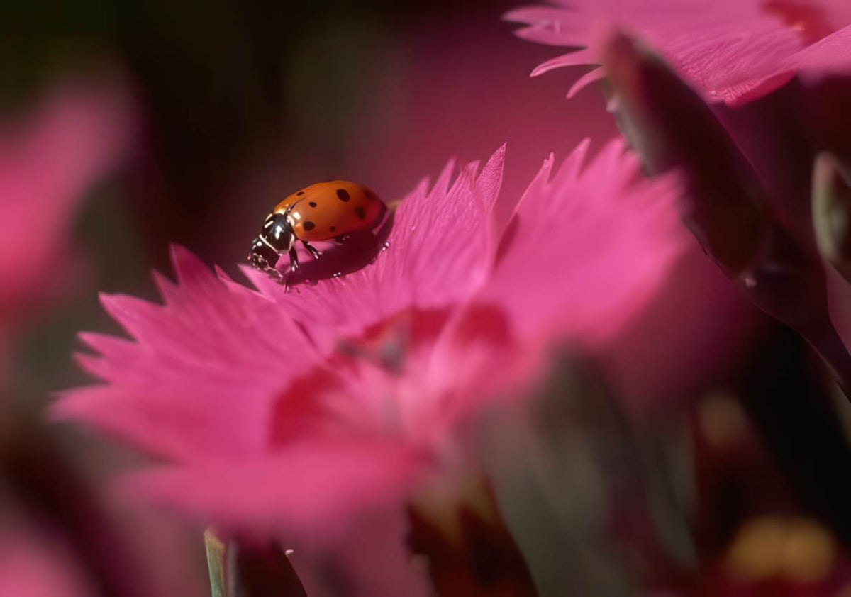 Ladybug Wildflower Dianthus A4 Photo Print