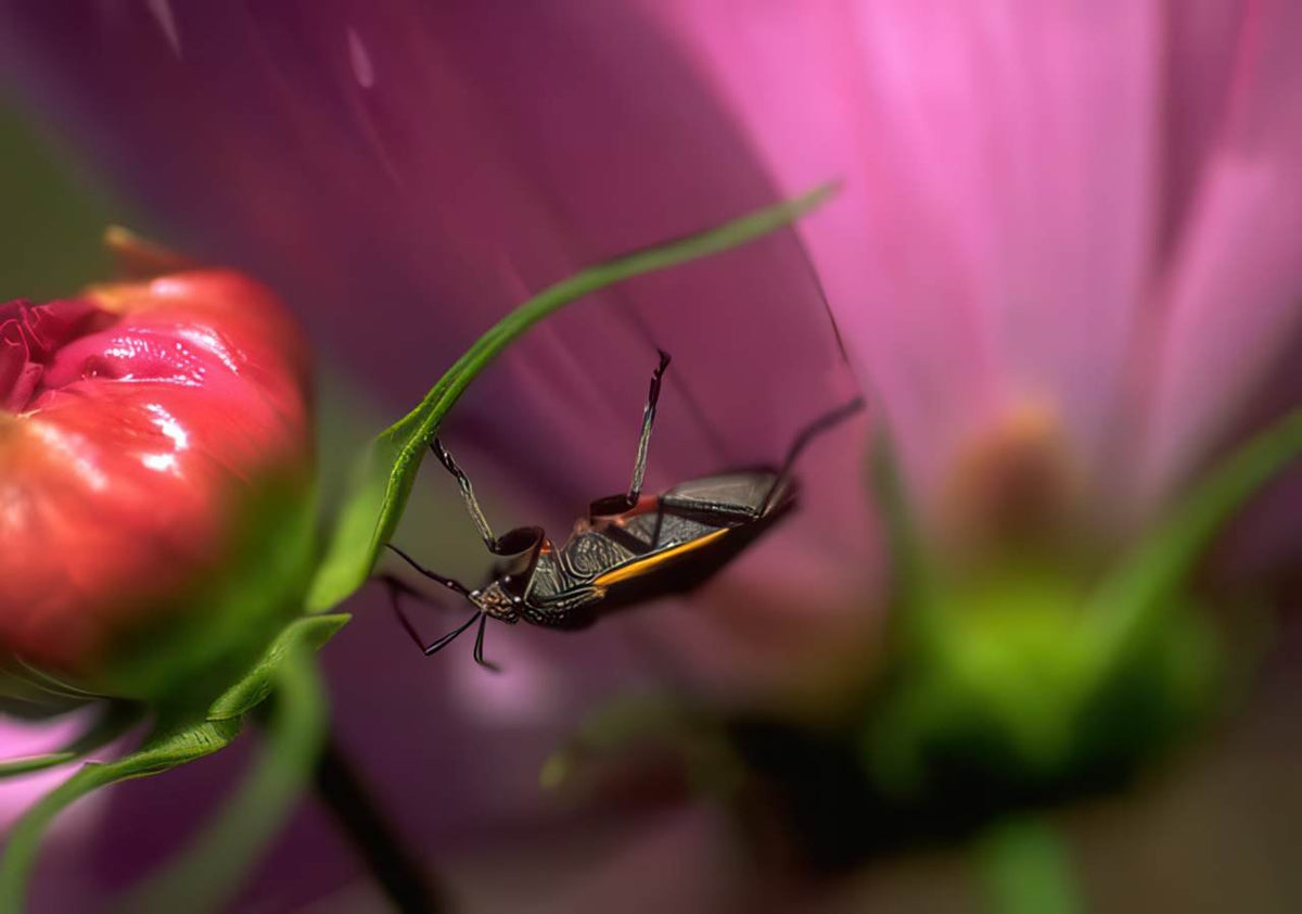 Ladybugs Cosmos Purple A4 Photo Print
