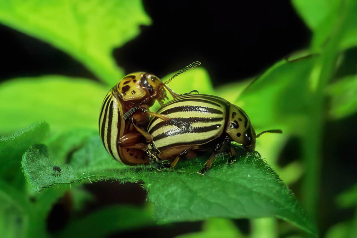Ladybugs Mating Leaf A4 Photo Print