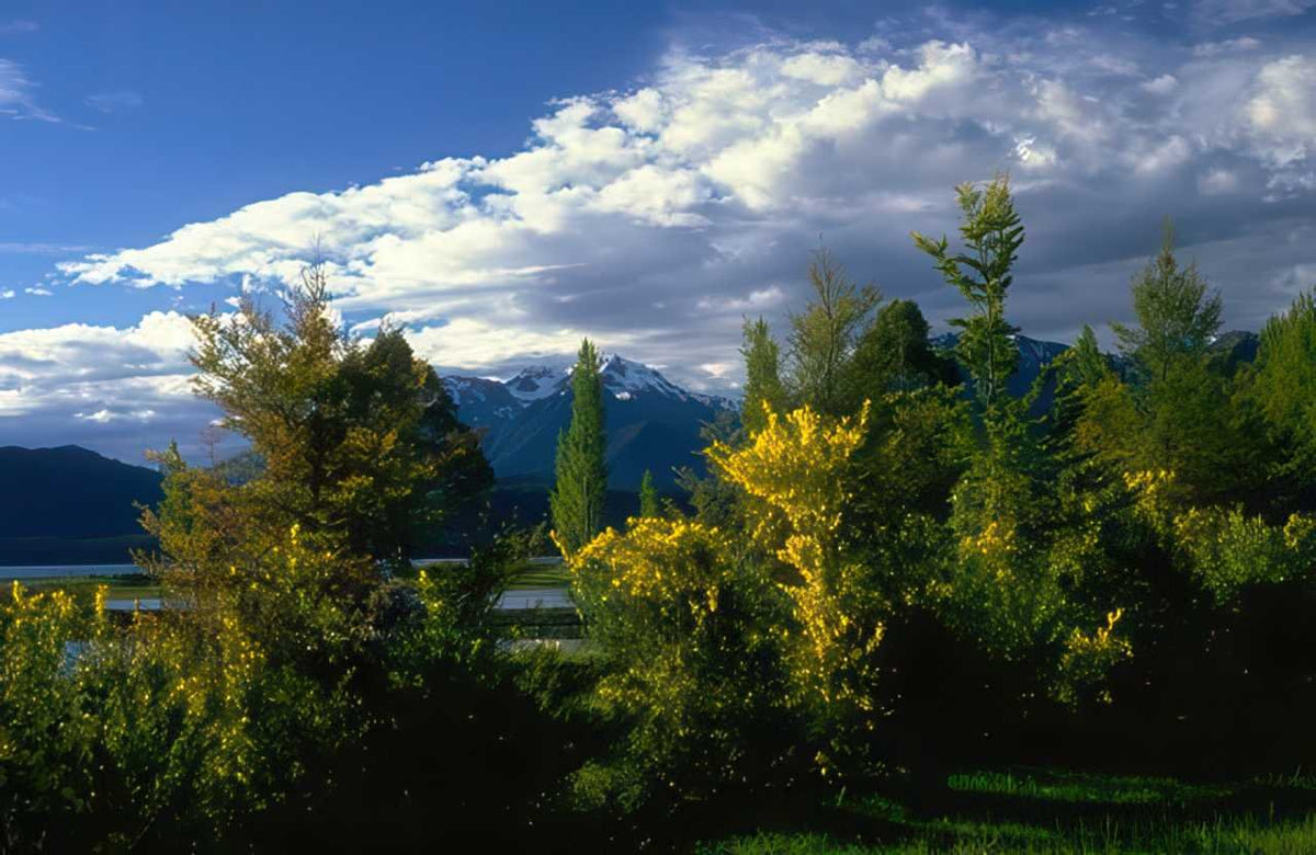Lake Patagonia Gorse A4 Photo Print