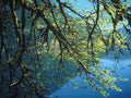 Lake Reflection Spring A4 Photo Print