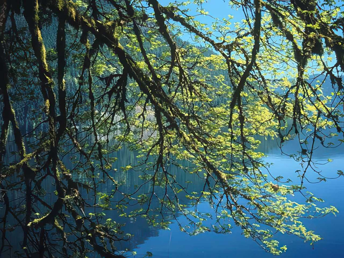 Lake Reflection Spring A4 Photo Print
