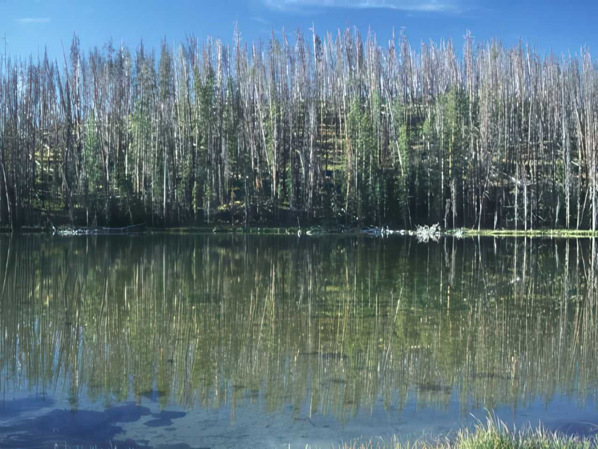 Lake Reflection Yellowstone A4 Photo Print
