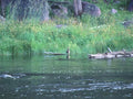Lake Trout Montana A4 Photo Print
