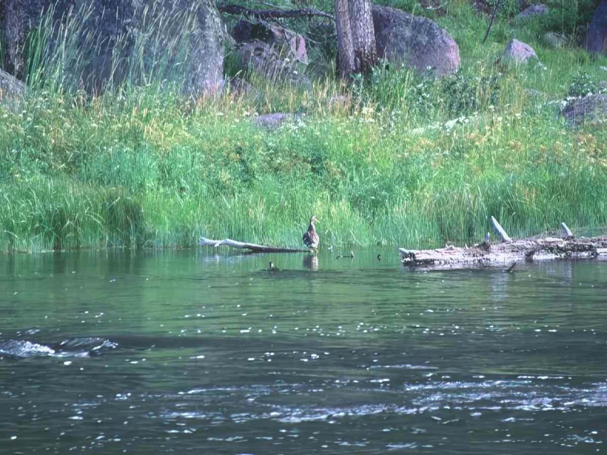Lake Trout Montana A4 Photo Print