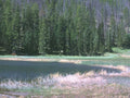 Lake Yellowstone Forest A4 Photo Print