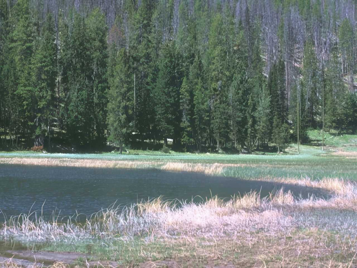 Lake Yellowstone Forest A4 Photo Print