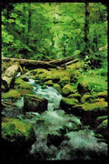 Lakes and rivers 026046 Mossy Forest Stream A4 Limited Edition Watercolour Print