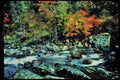 Lakes and rivers 026076 Vine Maple Over River A4 Limited Edition Watercolour Print