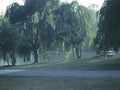 Lakeside Picnic Trees A4 Photo Print