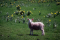 Lamb Daffodils Spring A4 Photo Print
