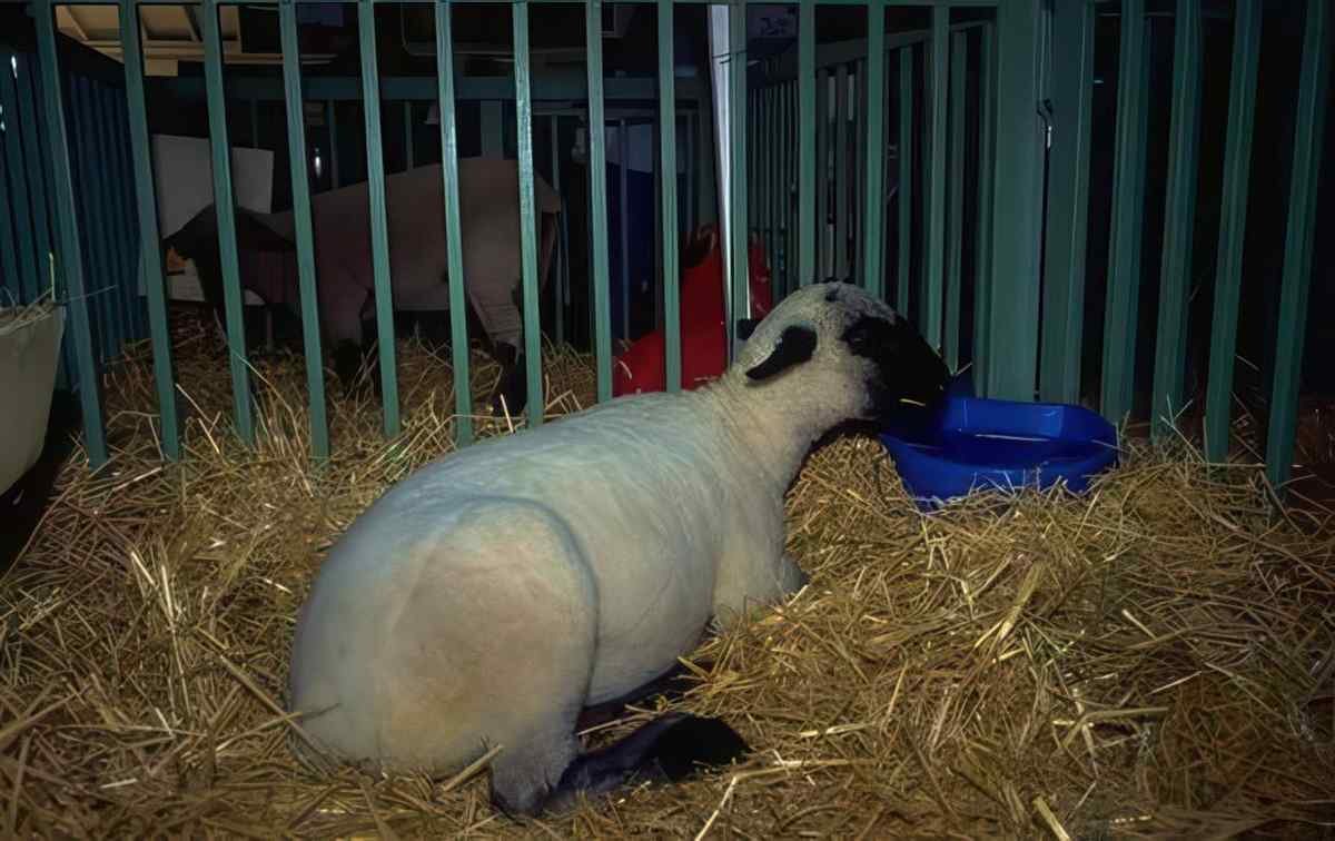 Lamb Pen Straw A4 Photo Print