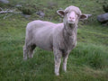 Lamb Sheep Grass A4 Photo Print