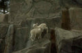 Lambs Climbing Rocks A4 Photo Print