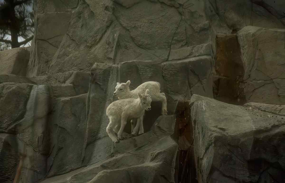 Lambs Climbing Rocks A4 Photo Print