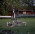 Lambs Field Barn A4 Photo Print