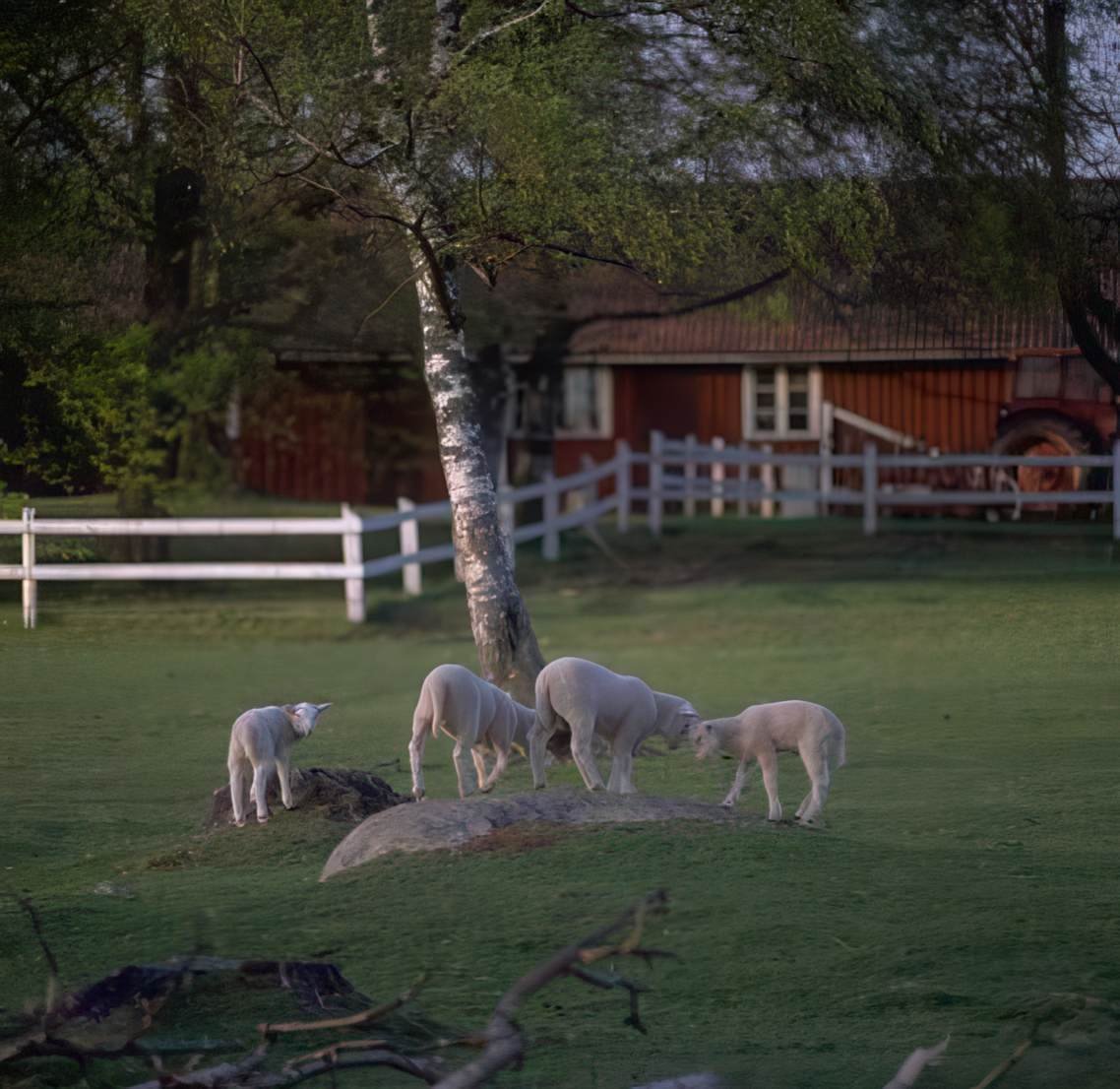 Lambs Field Barn A4 Photo Print