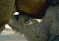 Lambs Nursing Sheep A4 Photo Print