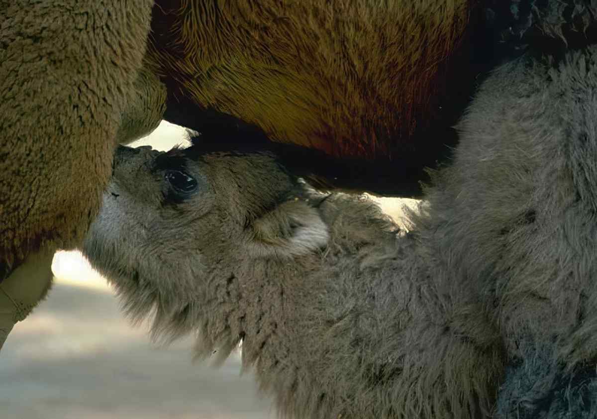 Lambs Nursing Sheep A4 Photo Print