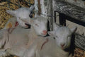 Lambs Pen Hay A4 Photo Print