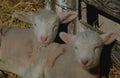 Lambs Straw Pen A4 Photo Print