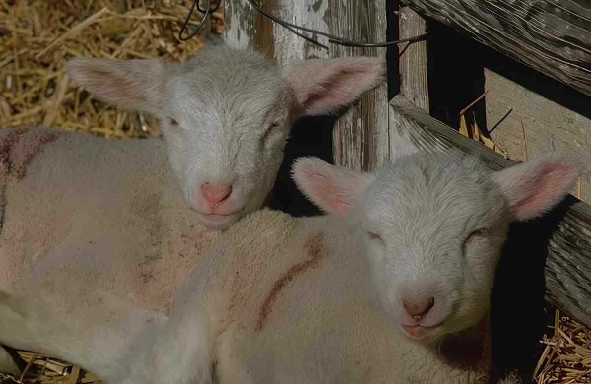 Lambs Straw Pen A4 Photo Print
