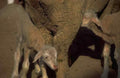 Lambs Tree Trunk A4 Photo Print